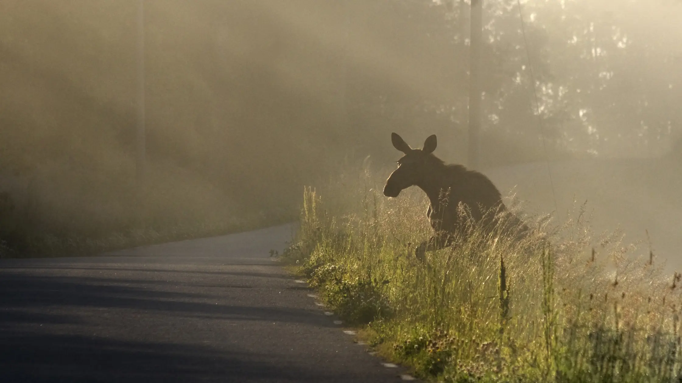 Tidig sensommarmorgon vid gryning en älg kommer upp från vägdiket för att springa över vägen