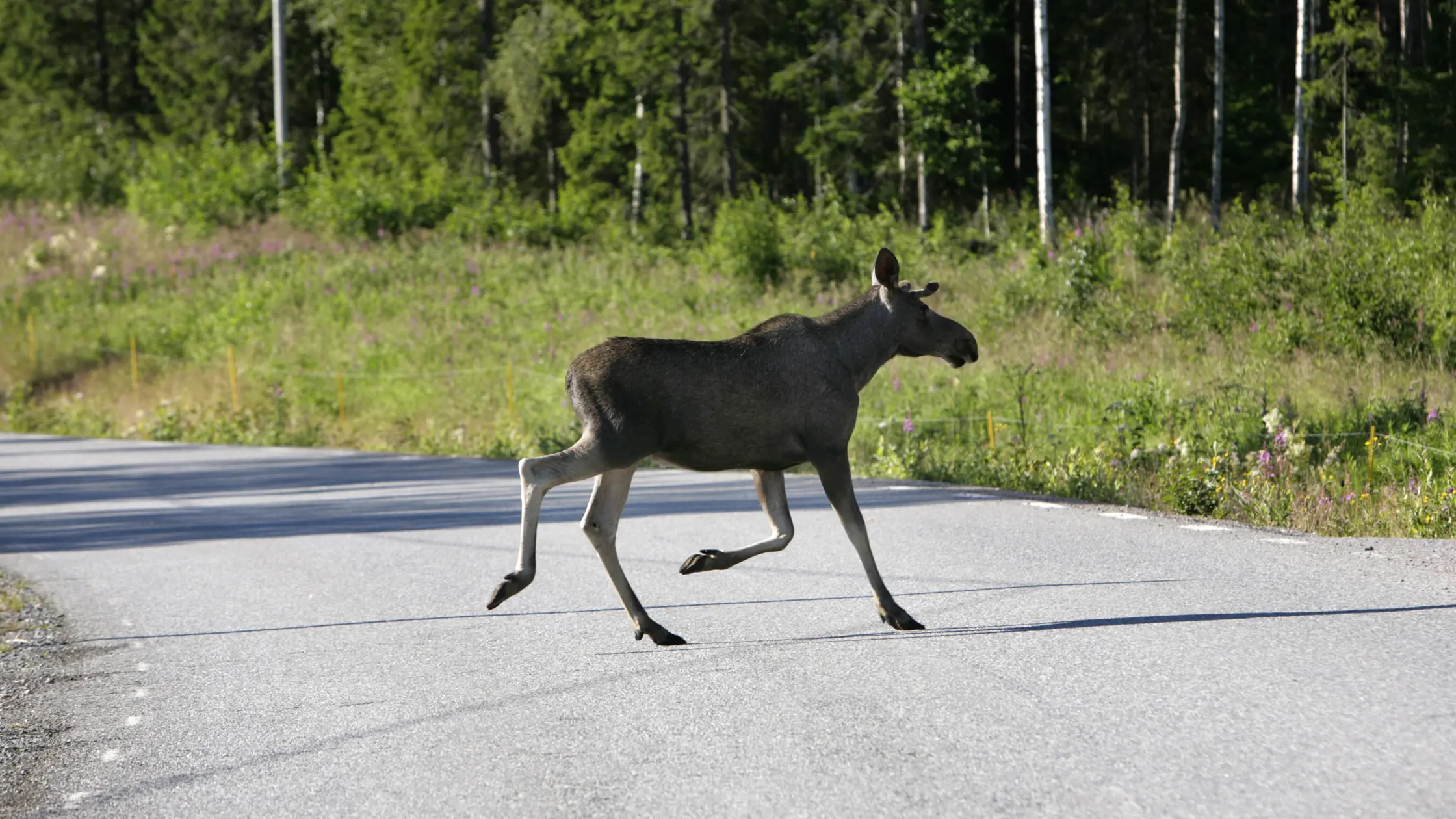 En ensam älgkalv springer över vägen en sommardag